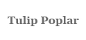 Tulip Poplar